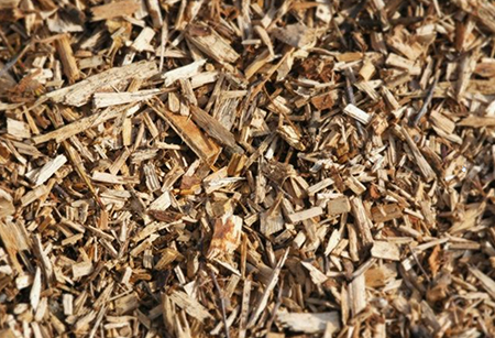 Wood biomass