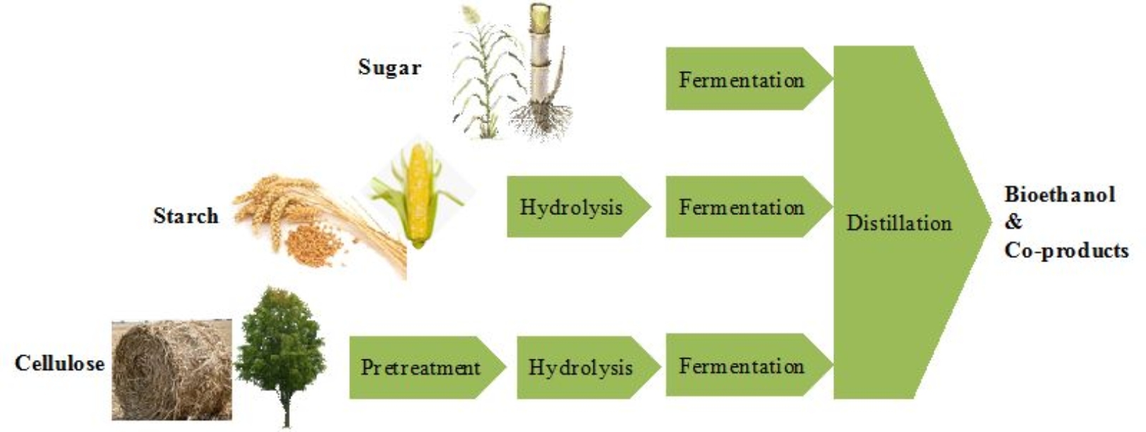 Biofuel biomass bioenergy in Denmark