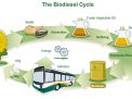 Biodiesel Production Cycle